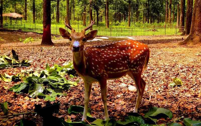 Gorumara National Park, Doars