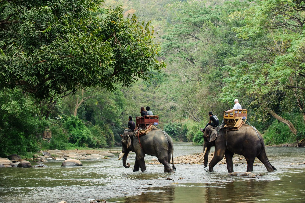 Jaldapara National Park, Doars