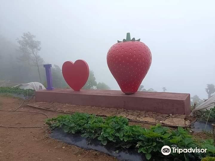 Strawberry Park, Kurseong