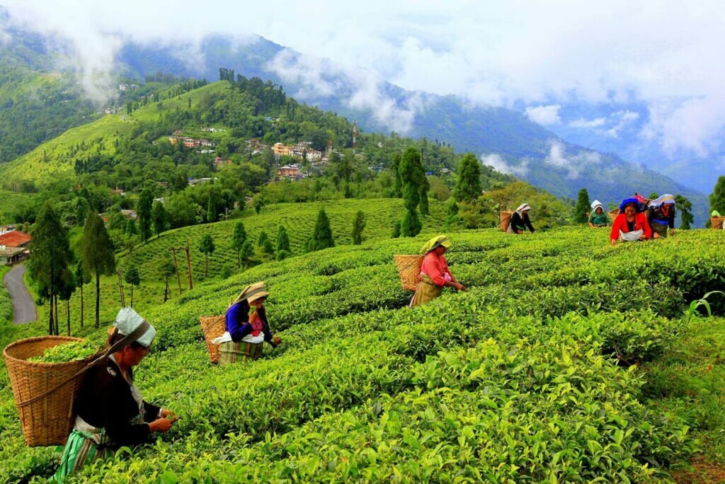 Tea Garden Mirik